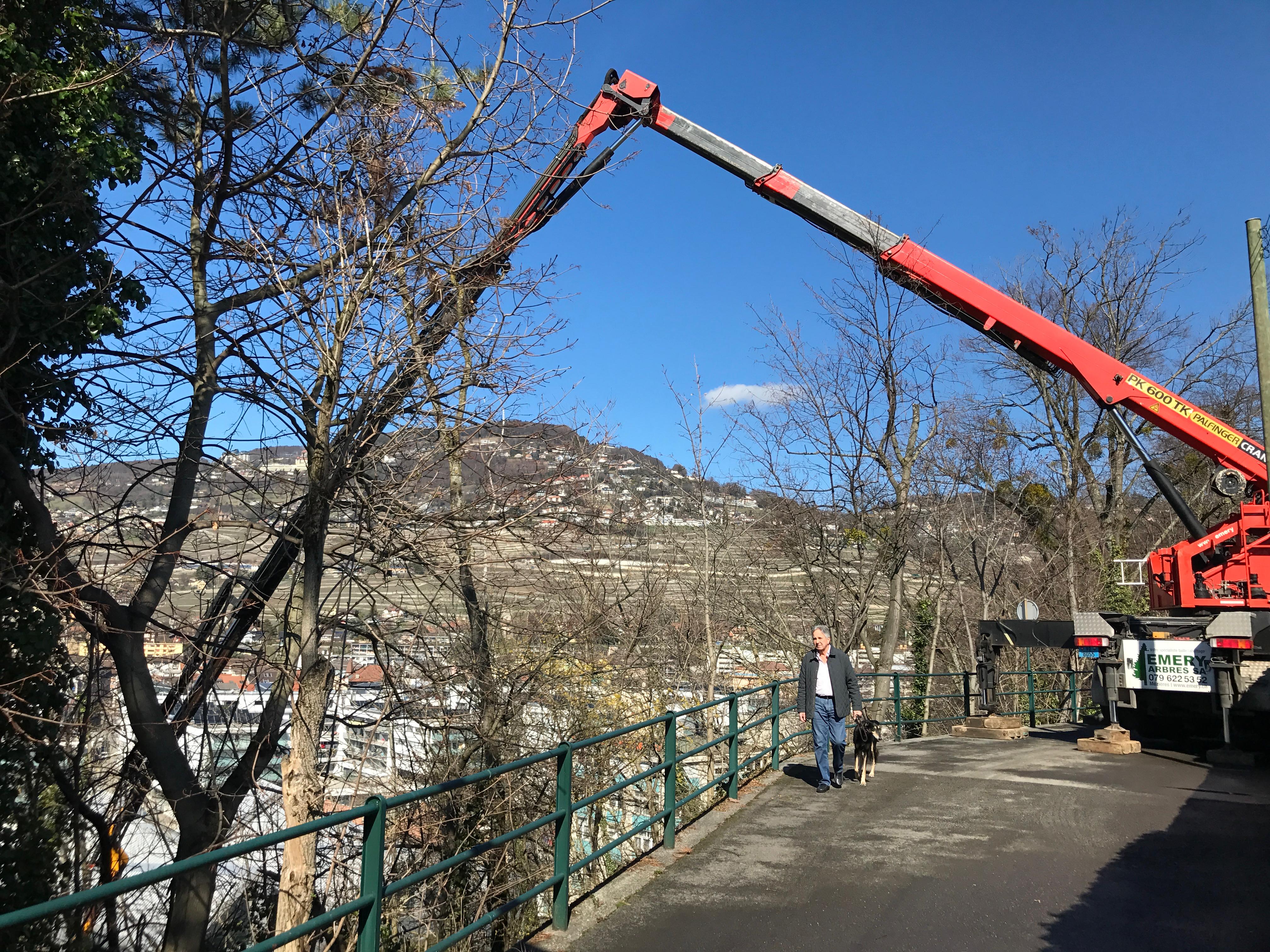 Abattage d'arbre en négatif — SAS POLYVIER Jura